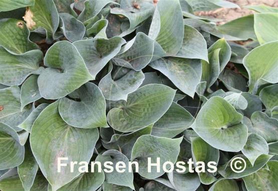 Hosta Pauline Brac